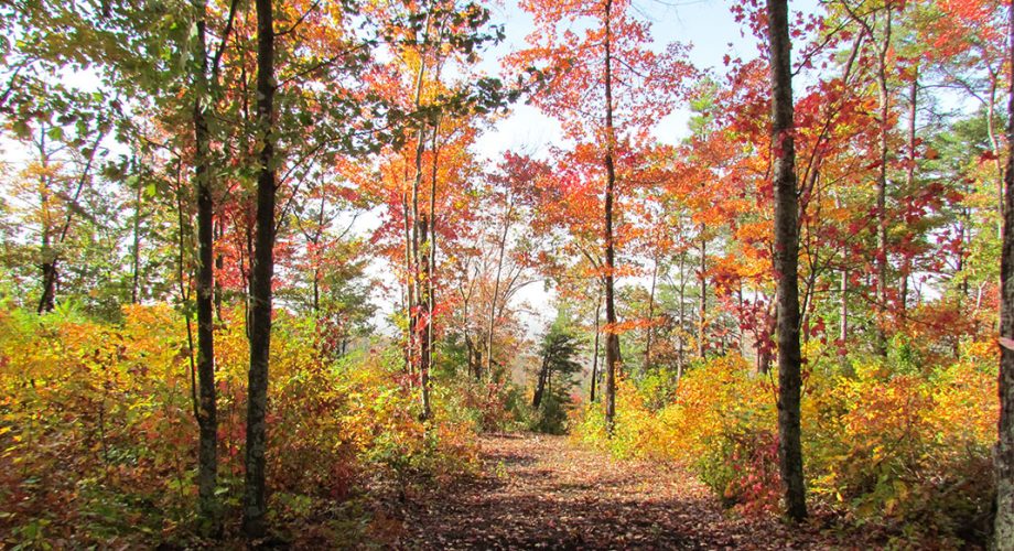 Six Leaf-Peeping Runs in the Southeast