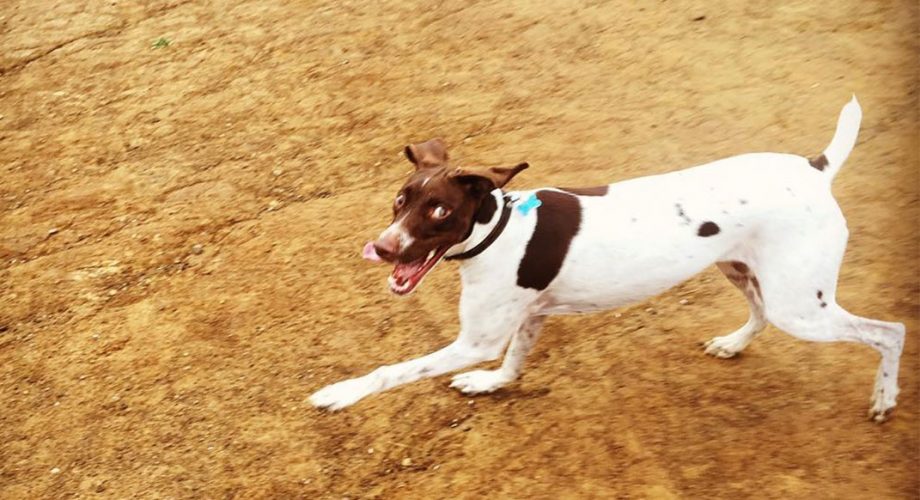 4 Lessons from a Blind Superdog